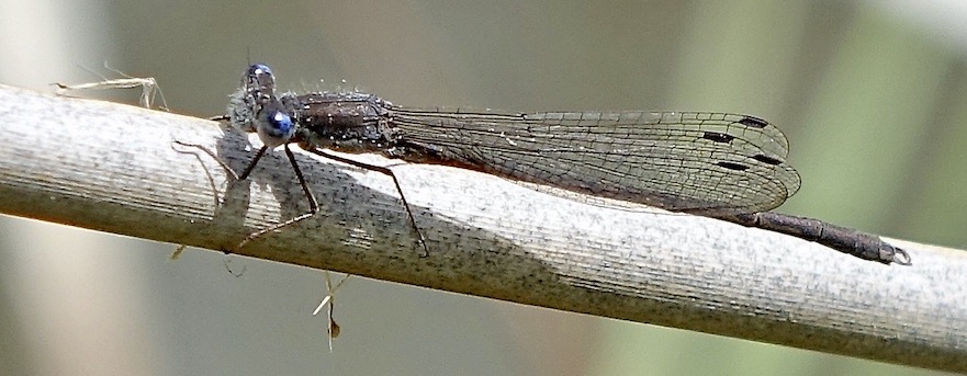 winter damselfly